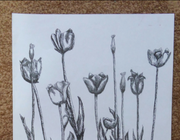 "Молодые тюльпаны" черная ручка, лист для черчения
