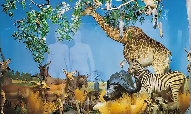 《自然博物馆或新天堂》系列之一，2001年，C型印画，120x200，长颈鹿