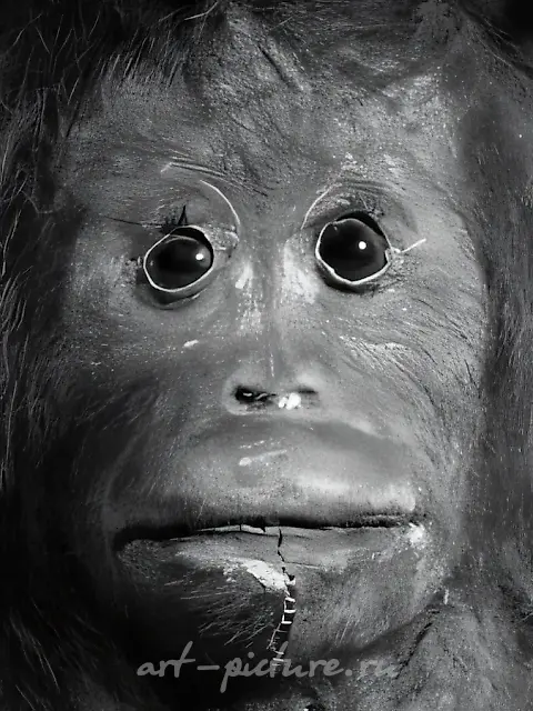 Dead Monkeys or memento mori, 1998, 100x75. Series of 12 b/w photographs
