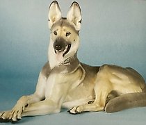 Статуэтка 法罗罗牧羊犬 大型德国牧羊犬 模型编号 76...