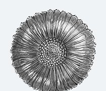 Статуэтка 布切拉提菊花饼 S