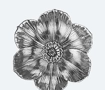 Статуэтка 这个句子的简体中文翻译是：布切拉提小碟，水仙...