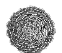 Статуэтка 布切拉蒂花茶杯 - 山茶花 S