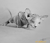 购买 狩猎 笔，纸（阴性）