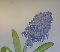 купить Гиацинт акварель, бумага 