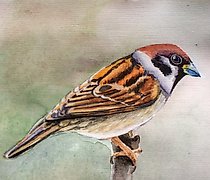 buy The translation of "воробышек акварель" into English is "little sparrow watercolor."