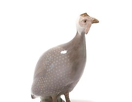 Цесарка. Дания, г. Копенгаген, Royal Copenhagen, 1898-1923 гг.