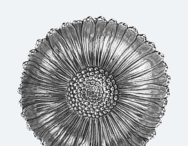 布切拉提菊花饼 S