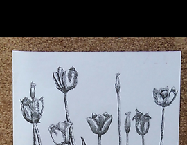 "年轻的郁金香" 黑色笔，绘图纸