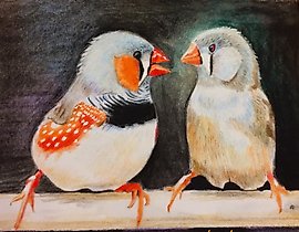 阿马丁水彩铅笔