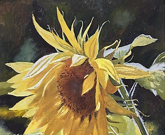 Солнечный подсолнух