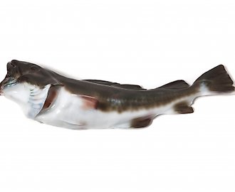 Фарфоровая фигура (статуэтка) "Треска" Royal Copenhagen, до 1893г.