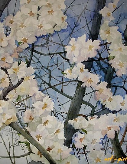 购买 盛开的花,水彩