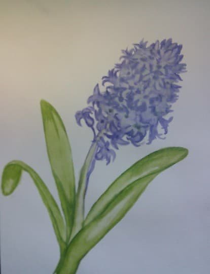 buy "Hyacinth watercolor, paper"