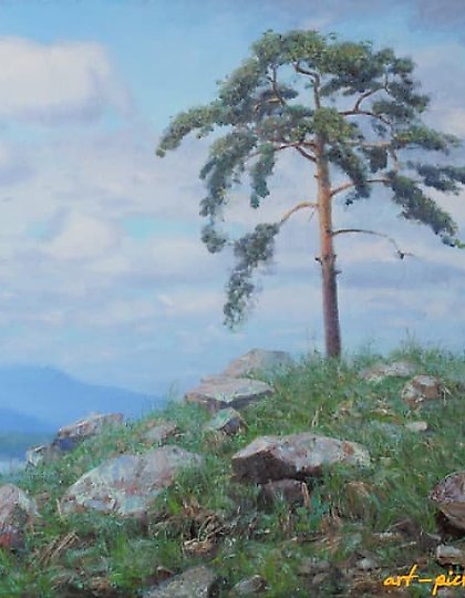 купить Сосна. холст, масло 