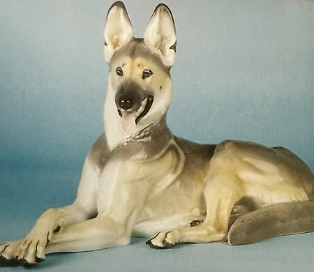 法罗罗牧羊犬 大型德国牧羊犬 模型编号 76 阿拉赫 西奥多·凯尔纳