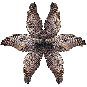 Angelology, 2007