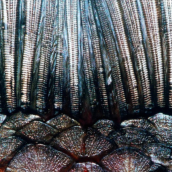 Bamboo forest, 2000, photography, 100x74