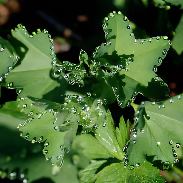 Dew. Polar Urals, 1998, colour photograph, 24x36. Author`s property