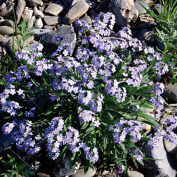 Series: Polar Flowers. Polar Urals, 1998, colour photograph, 24x36. Author`s property