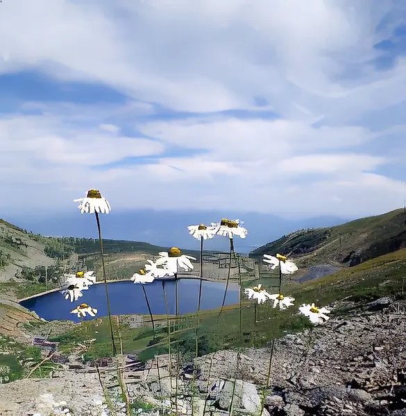 Camomiles. Ivanovsky Ridge. Western Altai, 1998, colour photograph, 24x36. Author`s property