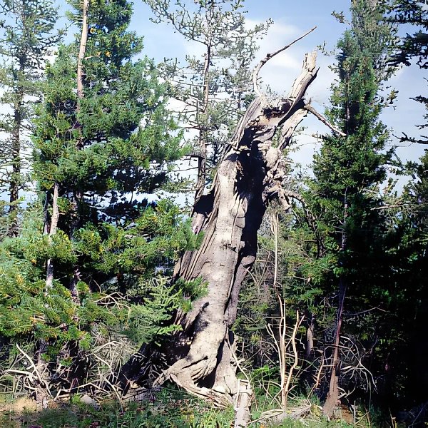 Живое и мертвое. Западный Алтай., 1998, цветная фотография, 60х60 Собственность автора