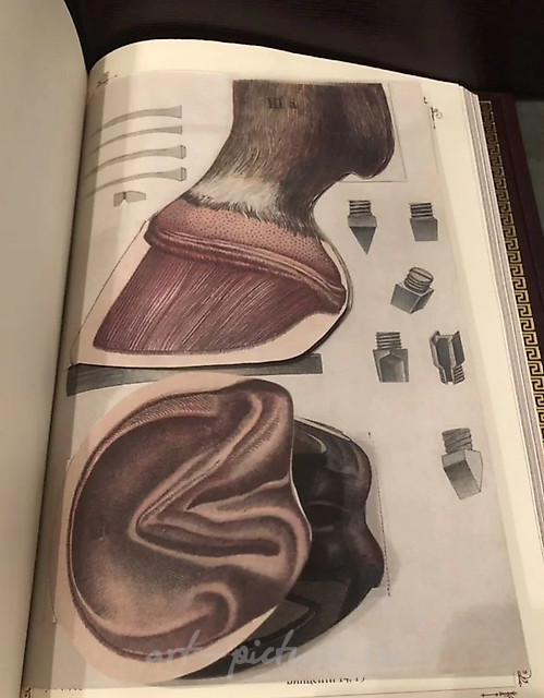 马的书。每位养马者和马术爱好者的案头书。乌鲁索夫 S. P.