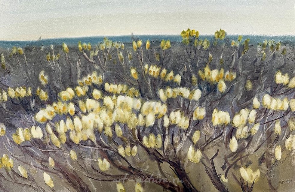 Тундровая верба