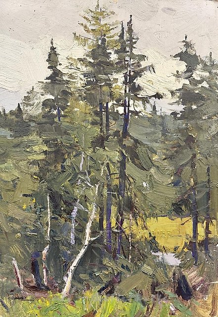 Северные ели