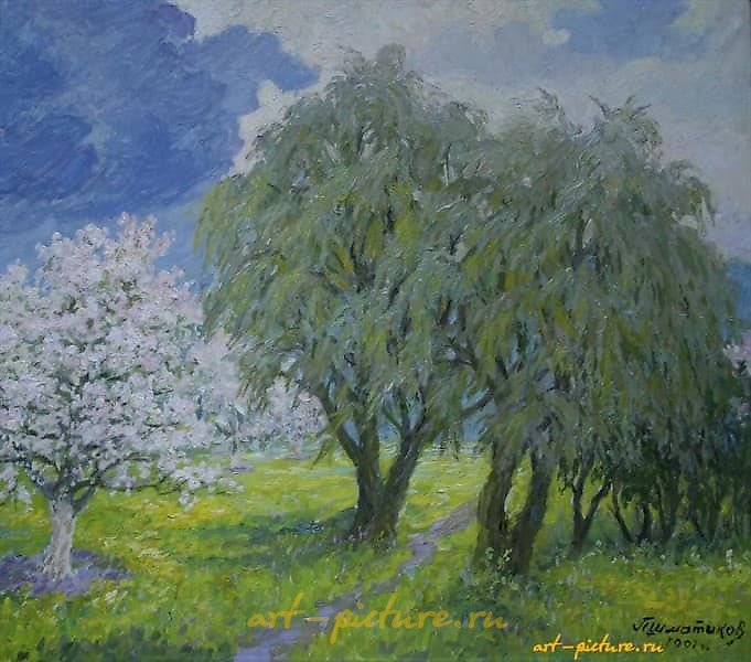 苹果树开花。油画，画布。53 x 60 厘米