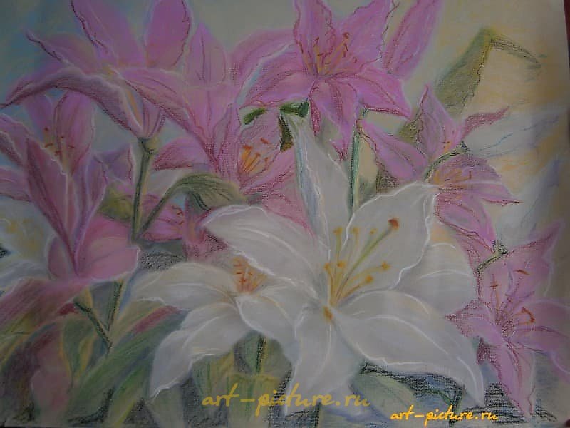 百合的粉色，纸张