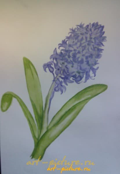 风信子 水彩，纸