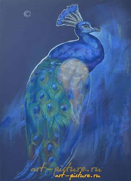 《孔雀。夜晚》。粉彩，纸。