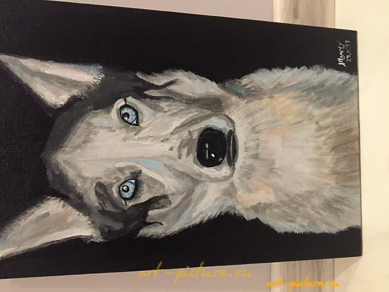 Husky acrylic, canvas