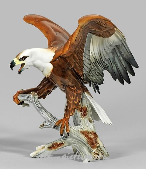 Lot 595: White-headed Sea Eagle