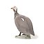 "Guinea fowl. Denmark, Copenhagen, Royal Copenhagen, 1898-1923."