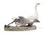 Geese. Denmark, Copenhagen, Royal Copenhagen, 1898-1923.