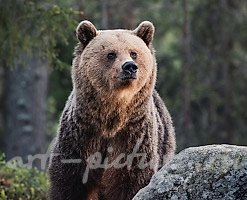 Статуэтка медведя
