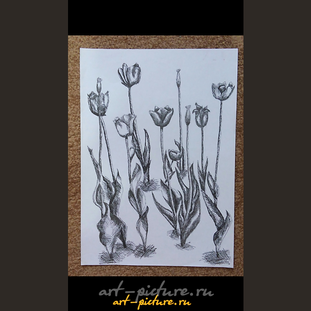 "Young tulips" black pen, drawing paper