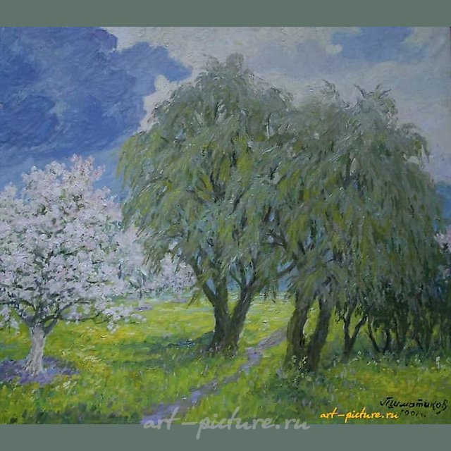 Яблоня цветет. Холст, масло. 53 х 60 см