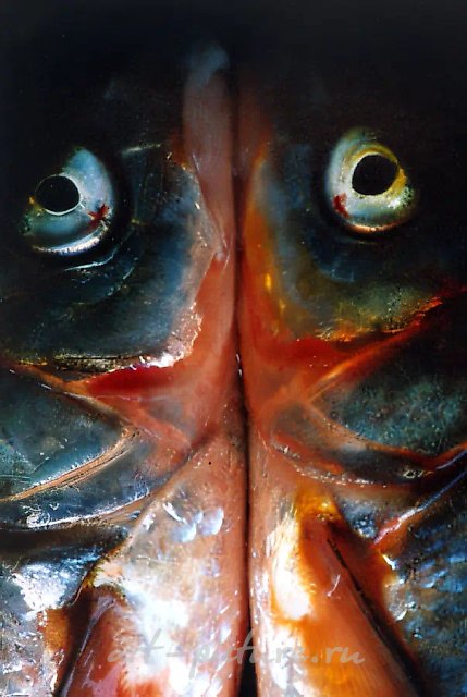 Африканская звезда, 1999, фотография, 40x60