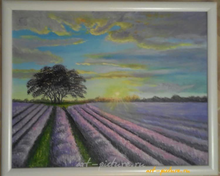 Лавандовое поле масло, картон,рамка 