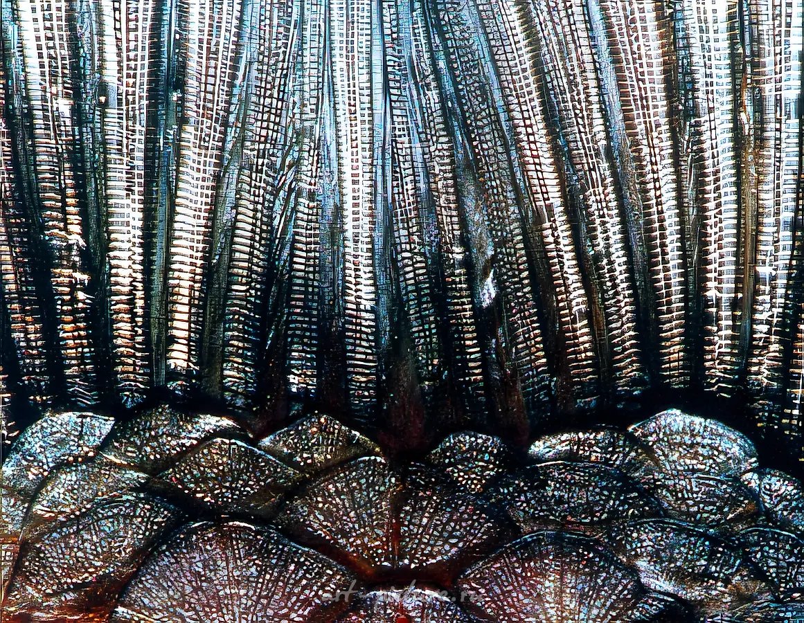 Бамбуковый лес, 2000, фотография, 100x74