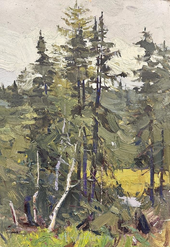 Northern Spruces