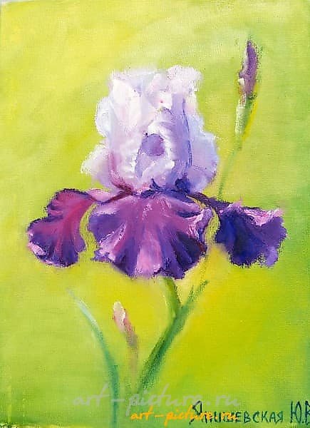 "Proud Iris, oil on cardboard."