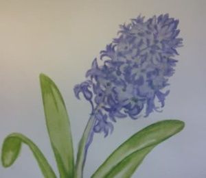 Hyacinth watercolor, paper