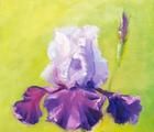 Статуэтка Proud iris oil, canvas o…