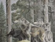 Wolves oil, canvas