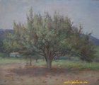 купить Старая груша. Холст, масло. 52 х 65 см