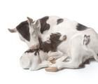 Статуэтка A cow with a calf